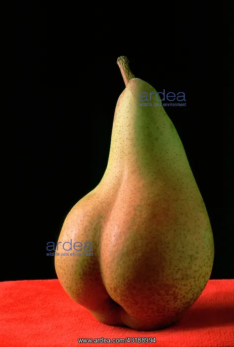 : Pear in the shape of human behind : Pear in the shape of human behind