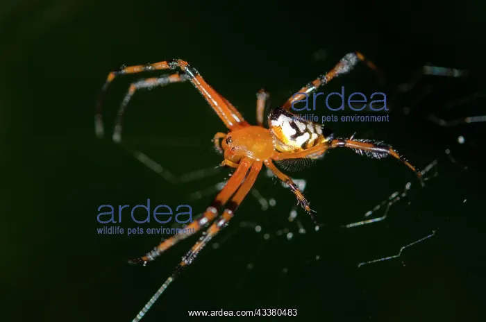 : Pear-Shaped Leucauge Spider : Pear-Shaped Leucauge Spider