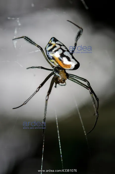 : Pear-Shaped Leucauge Spider : Pear-Shaped Leucauge Spider