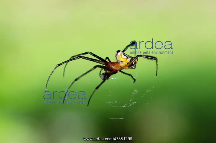 : Pear-Shaped Leucauge Spider eating prey : Pear-Shaped Leucauge Spider eating prey