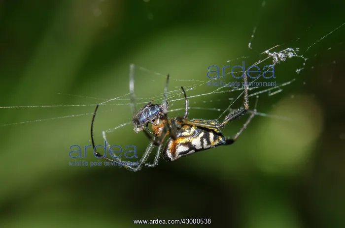 : Pear-Shaped Leucauge Spider - with fly prey wrapped : Pear-Shaped Leucauge Spider - with fly prey wrapped