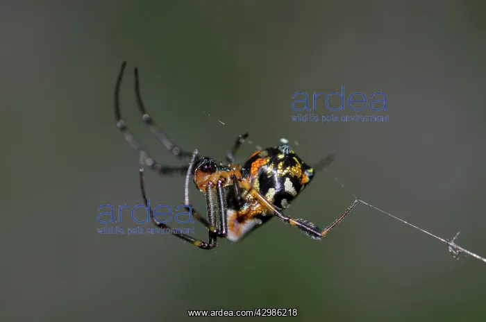  : Pear-Shaped Leucauge Spider - Klungkung, Bali, Indonesia