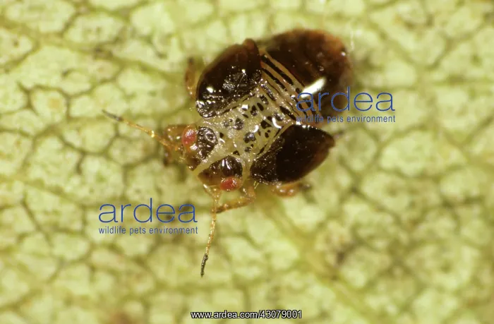 : Pear sucker nymph : Pear sucker nymph