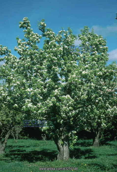 : Pear Tree. Blossoming pear tree : Pear Tree. Blossoming pear tree