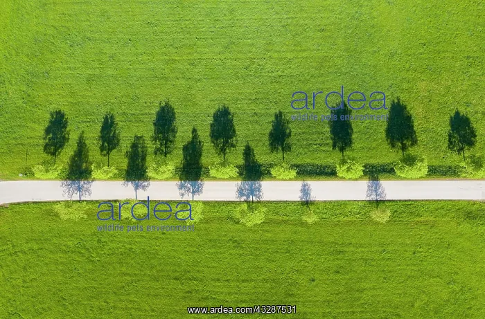 : Pear tree-Allee, Mountain near Eurasburg, Tolzer-Land : Pear tree-Allee, Mountain near Eurasburg, Tolzer-Land