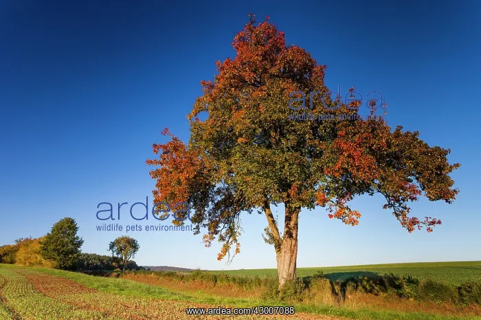 : Pear Tree, in autumn color, standing between arable : Pear Tree, in autumn color, standing between arable