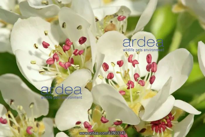 : Pear tree blossoms - in full bloom in spring : Pear tree blossoms - in full bloom in spring