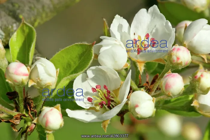 : Pear tree blossoms - in full bloom in spring : Pear tree blossoms - in full bloom in spring