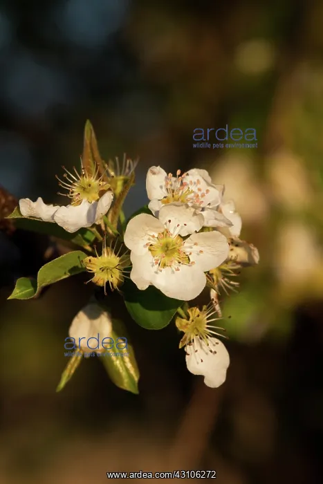: Pear Tree in flower : Pear Tree in flower