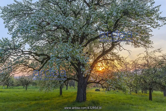 : Pear tree - flowering pear tree in full bloom on : Pear tree - flowering pear tree in full bloom on