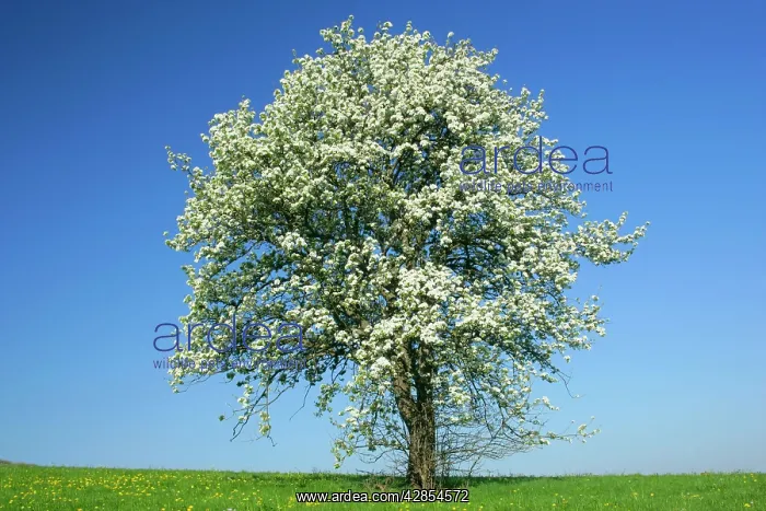 : Pear tree - flowering pear tree on a meadow in spring : Pear tree - flowering pear tree on a meadow in spring