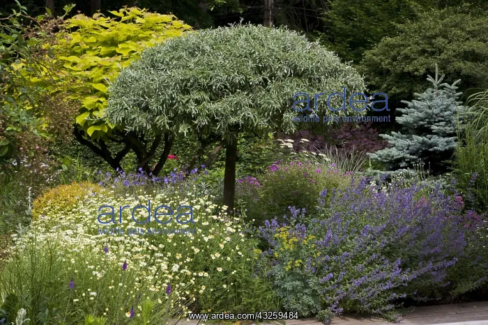 : Pear tree Pendula and mixed-border in a garden : Pear tree Pendula and mixed-border in a garden
