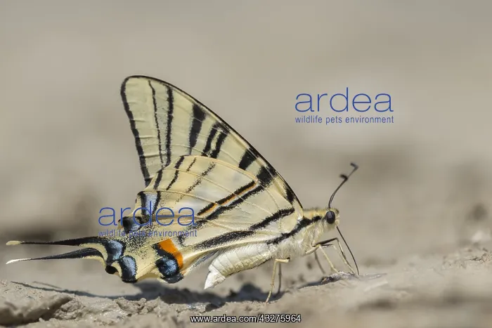 : Pear-tree Swallowtail (iphiclides podalirius) f : Pear-tree Swallowtail (iphiclides podalirius) f