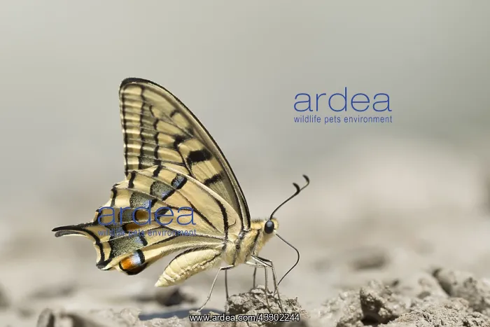 : Pear-tree Swallowtail (iphiclides podalirius) f : Pear-tree Swallowtail (iphiclides podalirius) f