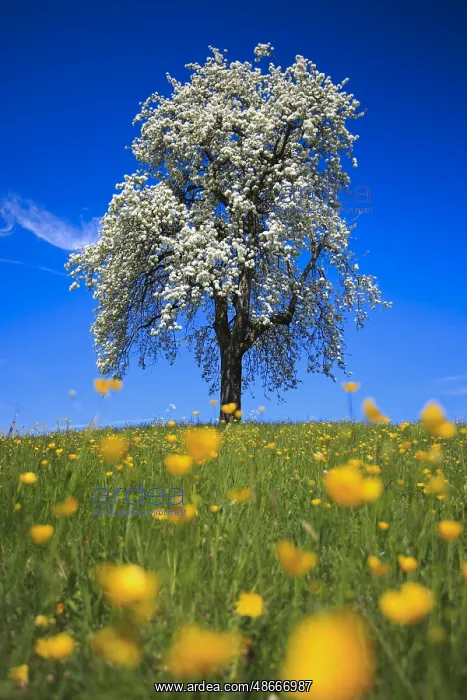 : Pear tree, Zurich Oberland, Switzerland, Europe : Pear tree, Zurich Oberland, Switzerland, Europe