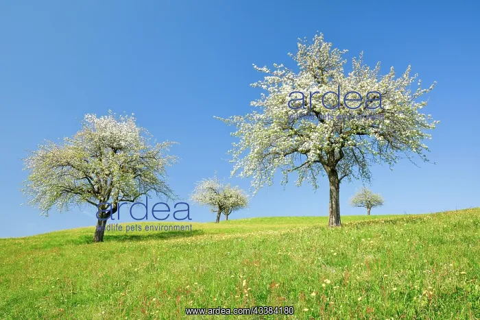 : Pear trees in blossom in spring in a flowering meadow : Pear trees in blossom in spring in a flowering meadow