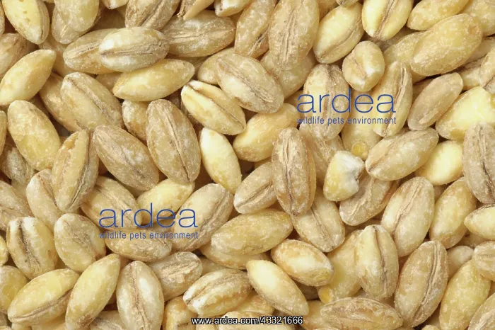 : Pearl barley : Pearl barley