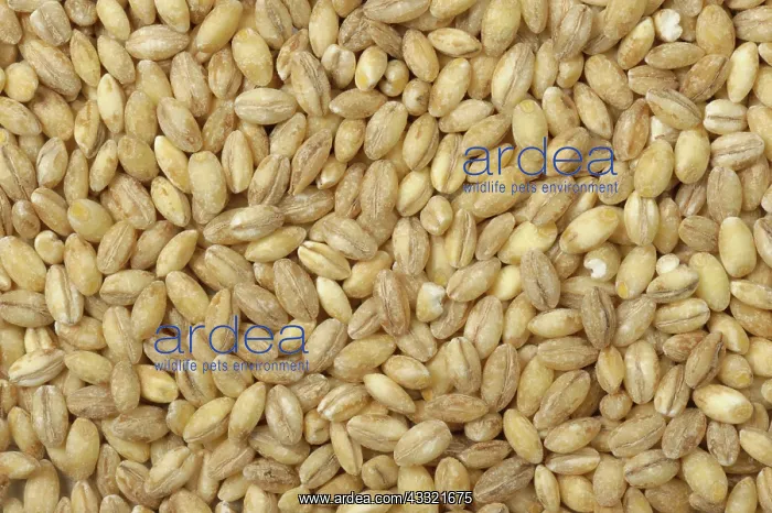 : Pearl barley : Pearl barley