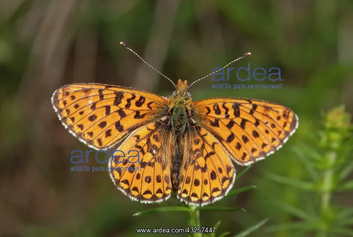 : Pearl-bordered Fritillary : Pearl-bordered Fritillary