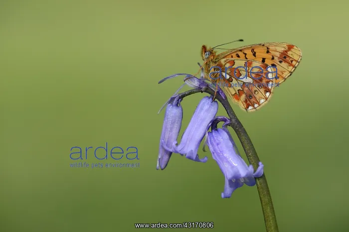 : Pearl-bordered fritillary (Boloria euphrosyne) : Pearl-bordered fritillary (Boloria euphrosyne)