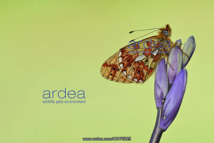 : Pearl-bordered fritillary (Boloria euphrosyne) : Pearl-bordered fritillary (Boloria euphrosyne)