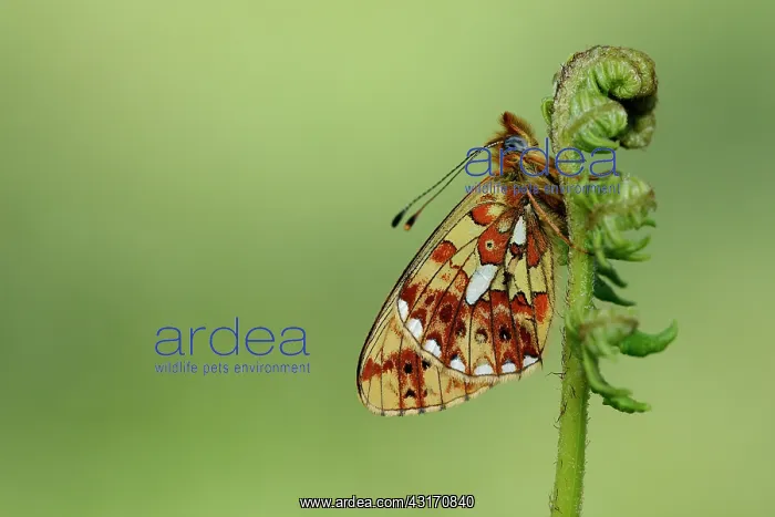  : Pearl-bordered fritillary (Boloria euphrosyne)