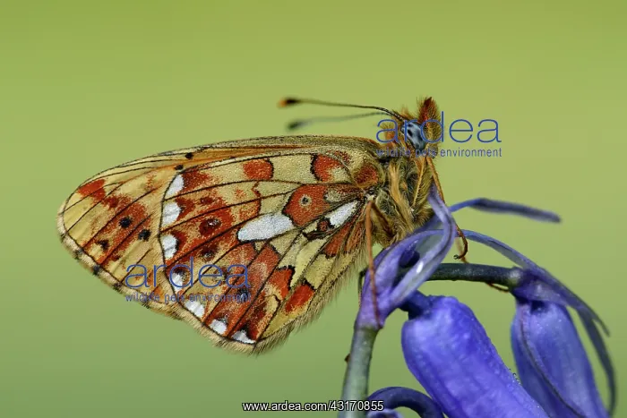 : Pearl-bordered fritillary (Boloria euphrosyne) : Pearl-bordered fritillary (Boloria euphrosyne)