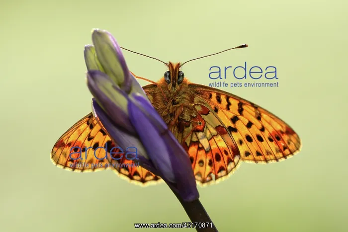 : Pearl-bordered fritillary (Boloria euphrosyne) : Pearl-bordered fritillary (Boloria euphrosyne)