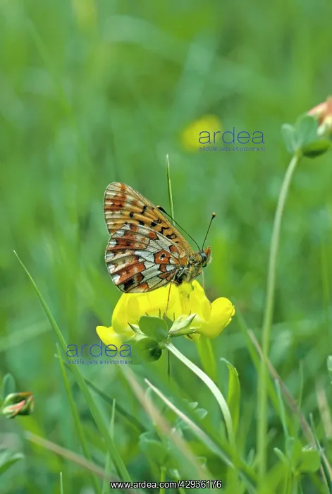 : Pearl-bordered fritillary Butterfly : Pearl-bordered fritillary Butterfly
