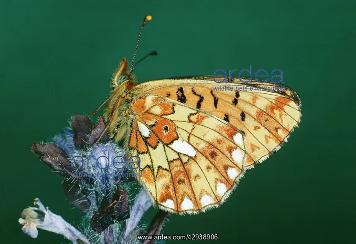 : Pearl-bordered Fritillary BUTTERFLY : Pearl-bordered Fritillary BUTTERFLY