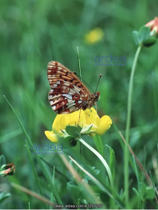 : Pearl-bordered Fritillary Butterfly : Pearl-bordered Fritillary Butterfly