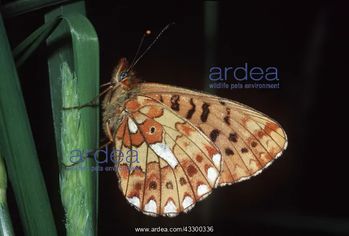 : Pearl-Bordered Fritillary BUTTERFLY : Pearl-Bordered Fritillary BUTTERFLY