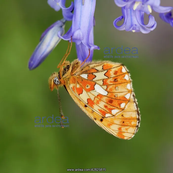 : Pearl Bordered Fritillary Butterfly - on bluebell : Pearl Bordered Fritillary Butterfly - on bluebell