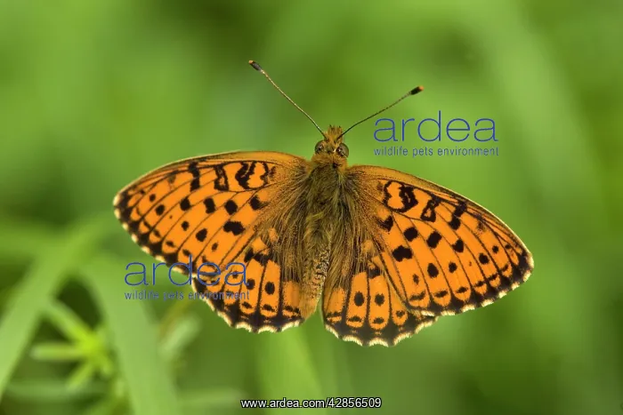 : Pearl-bordered Fritillary BUTTERFLY, with wings open : Pearl-bordered Fritillary BUTTERFLY, with wings open