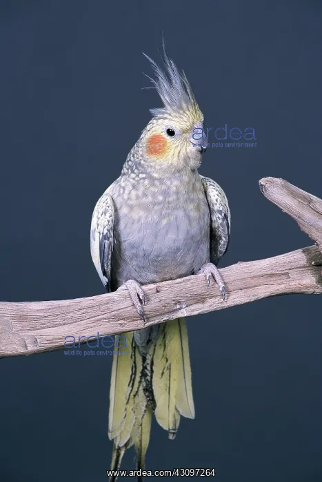 : Pearl cockatiel : Pearl cockatiel