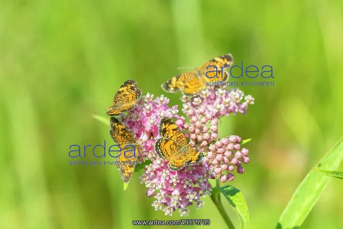 : Pearl Crescents (Phyciodes tharos) on Swamp Milkweed : Pearl Crescents (Phyciodes tharos) on Swamp Milkweed