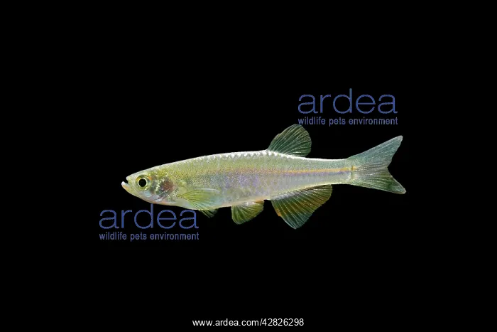 : Pearl Danio - side view : Pearl Danio - side view