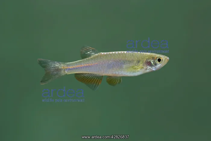 : Pearl Danio - side view : Pearl Danio - side view