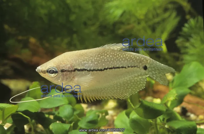 : Pearl Gourami suffering from Rickets : Pearl Gourami suffering from Rickets