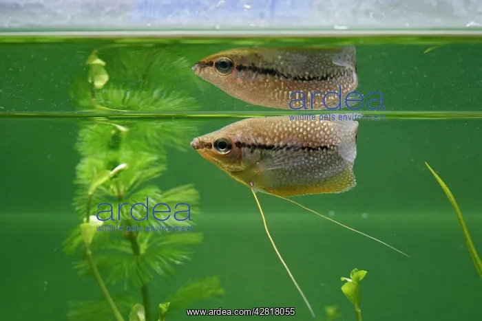 : Pearl Gourami - side view with reflection : Pearl Gourami - side view with reflection