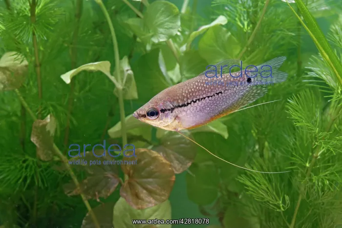 : Pearl gourami - side view by weed : Pearl gourami - side view by weed