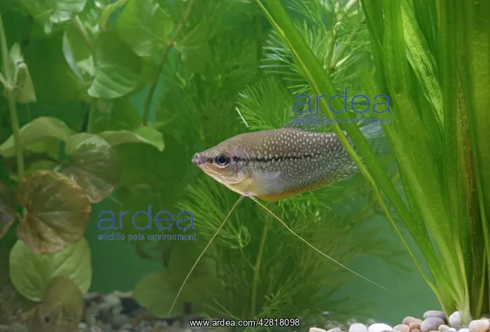 : Pearl gourami - side view by weeds : Pearl gourami - side view by weeds