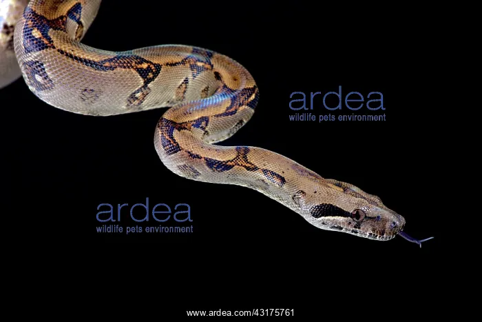  : Pearl island boa (Boa constrictor sabogae), Panama