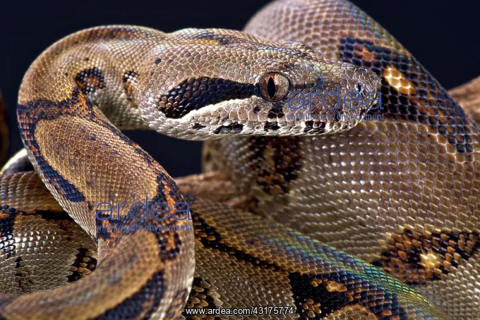 : Pearl island boa (Boa constrictor sabogae), Panama : Pearl island boa (Boa constrictor sabogae), Panama