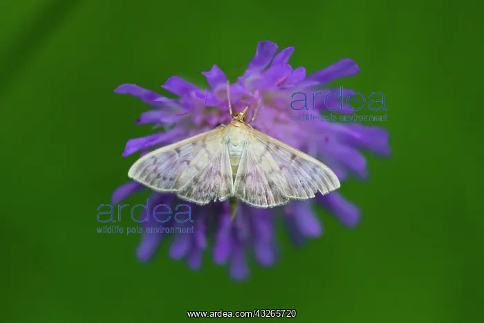 : Pearl Moth, feeding on flower, Hessen, Germany : Pearl Moth, feeding on flower, Hessen, Germany