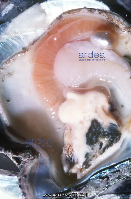 : PEARL OYSTER WITH PEARL : PEARL OYSTER WITH PEARL