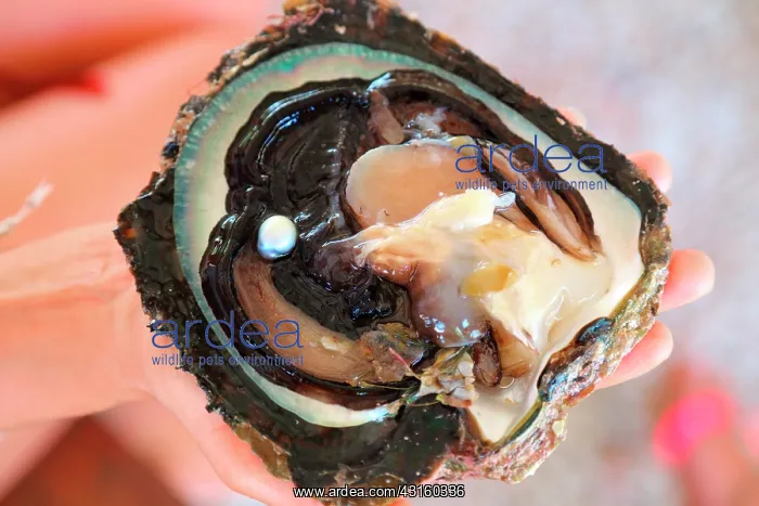 : Pearl of Polynesia and Tahiti's pearl out of her : Pearl of Polynesia and Tahiti's pearl out of her