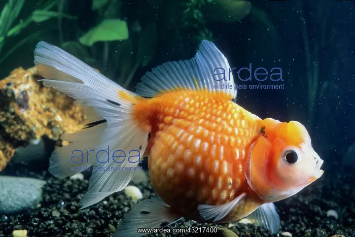 : Pearl Scale Goldfish : Pearl Scale Goldfish