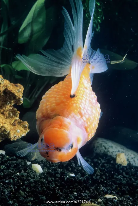 : Pearl Scale Goldfish : Pearl Scale Goldfish