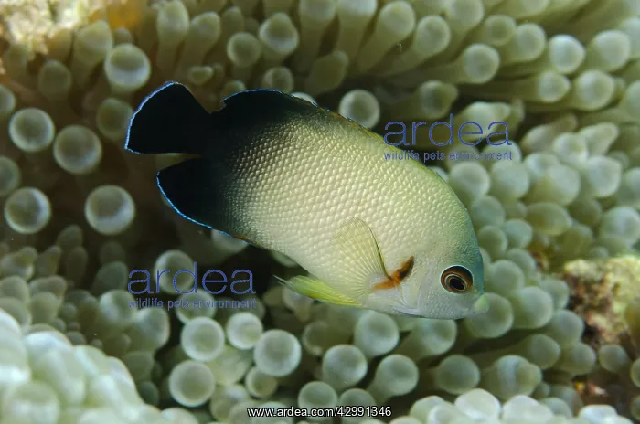 : Pearl-scaled Angelfish - in Bulb Tentacle Anemone : Pearl-scaled Angelfish - in Bulb Tentacle Anemone
